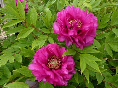 Paeonia suffruticosa - pivoňka keřovitá - květ3